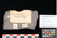 Foto (Objekt + Etikett) von Thaumatopteris muensteri Goeppert (NHMW-GEO-2024-0188-10514)